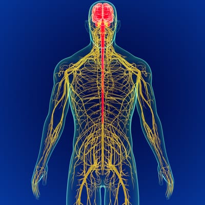 How Sound, Voice and Breath Affect the Nervous System
