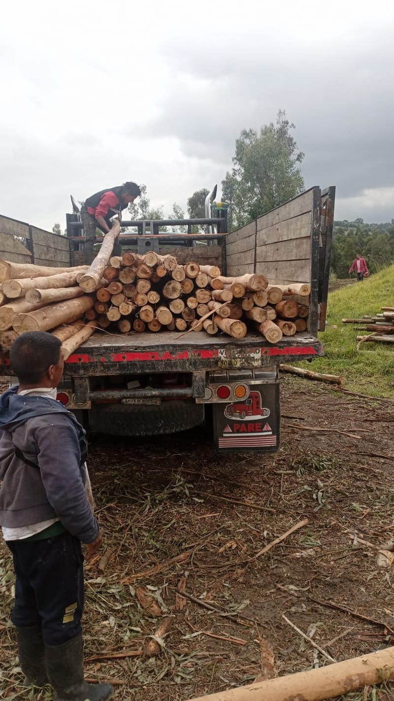 Madera rolliza descortezada o Postes con acabado limpio.