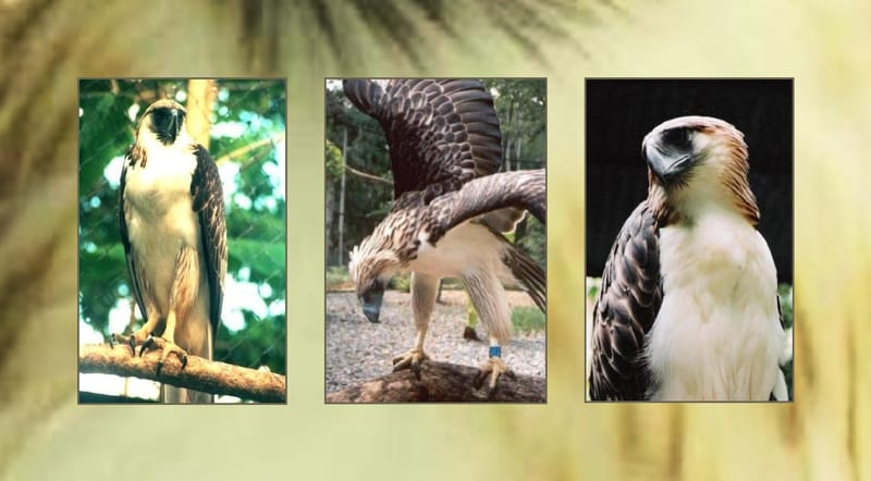 The Majestic Philippine Eagle
