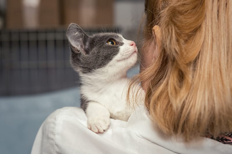 Adoption