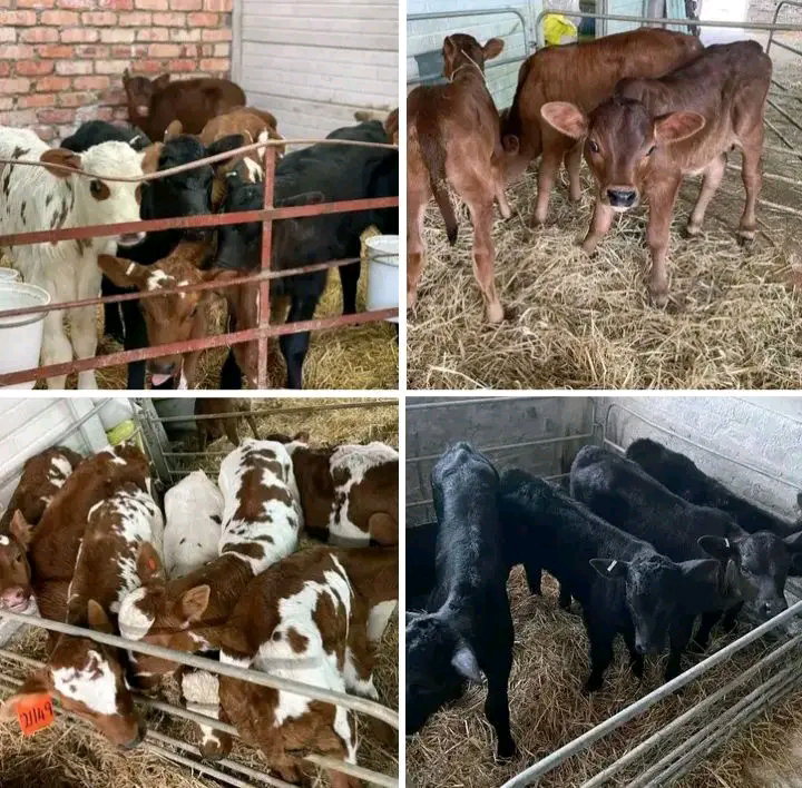 Quality Calves Raised with Care