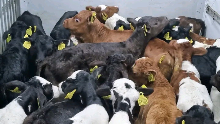 Milk-reared, grass-fed, buyer-ready.
