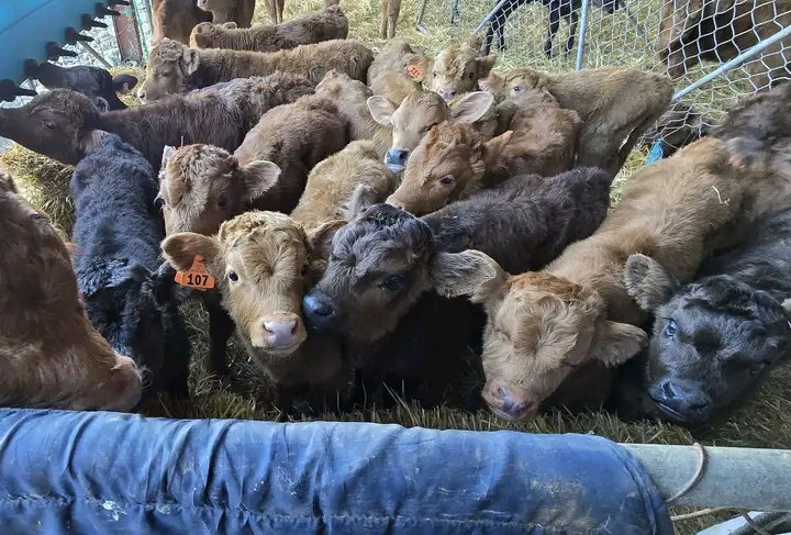 Mini Highland