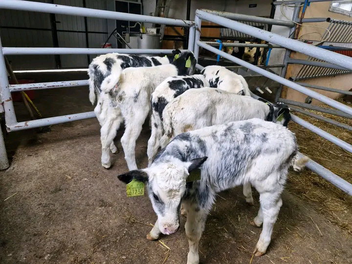 Belgian blue calves