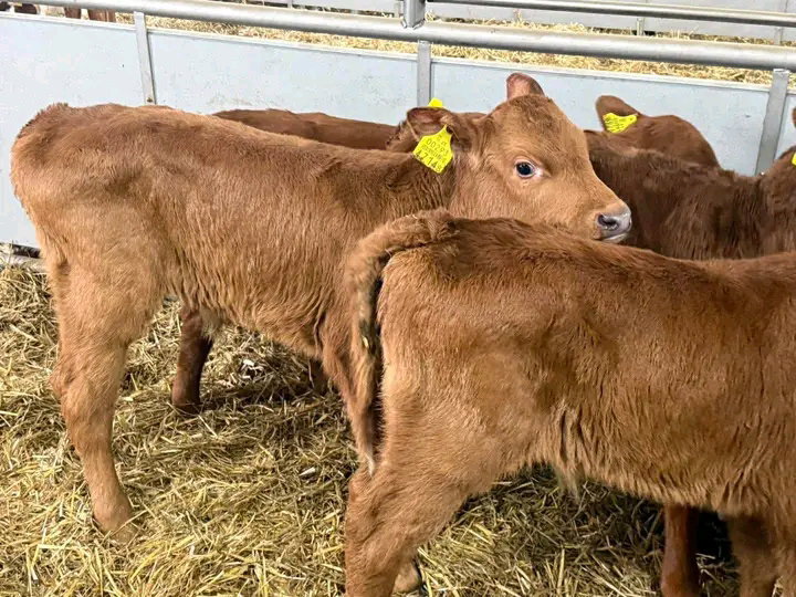 Limousin calves