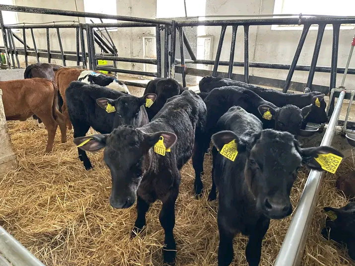 Angus calves