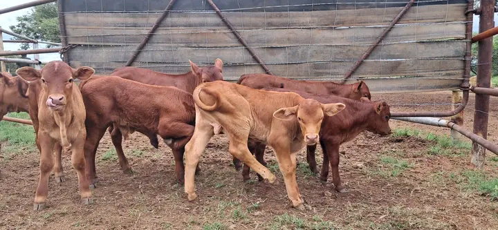 Boran calves