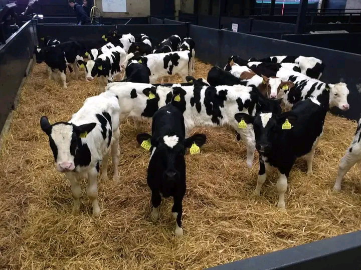 Holtein-Freisian calves