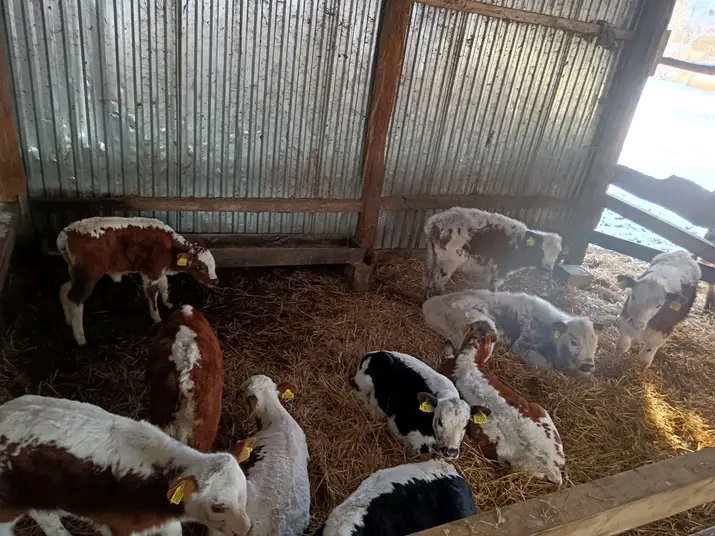 Speckled Park calves
