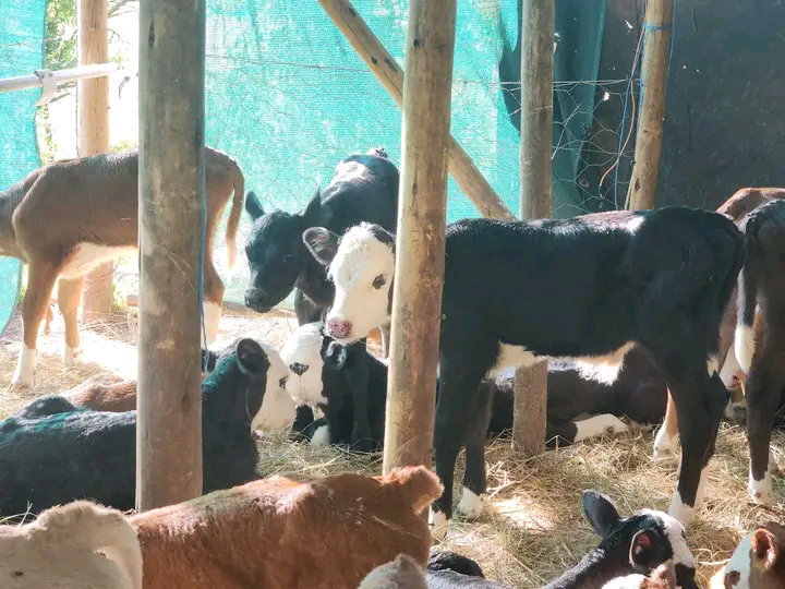 Hereford calves