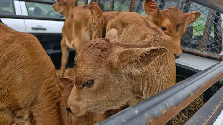 Beefmaster calves