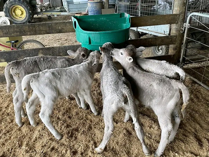 Charolais calves