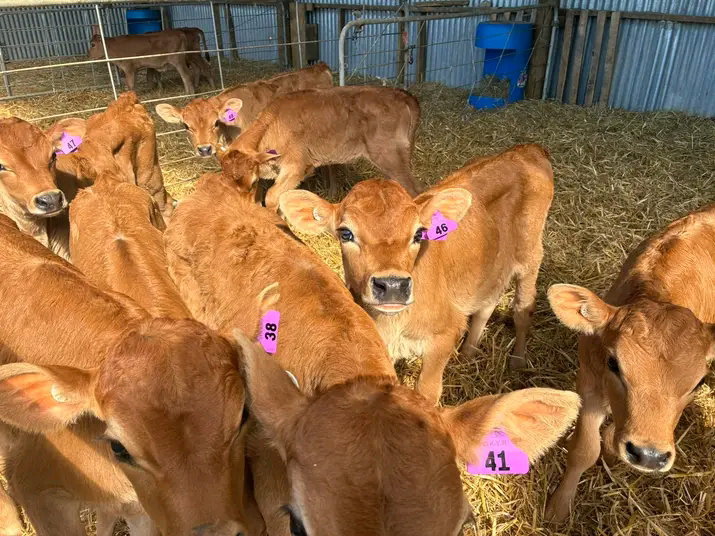 Jersey calves