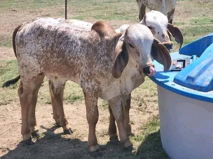 Brahman calves