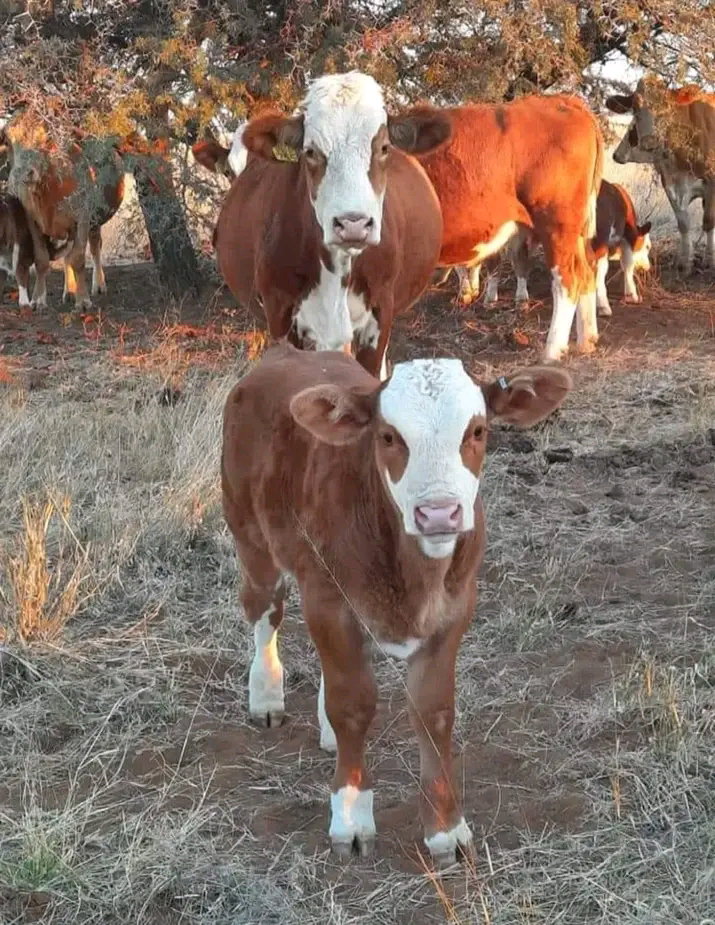Baldy calves