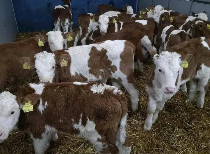 Simmental Cattle