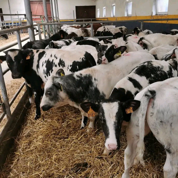 Holstein/Belgian Blue Cross calves