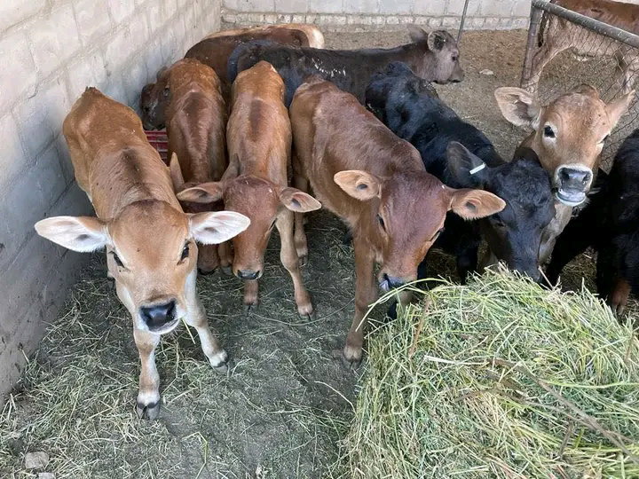 Angus/Jersey Cross calves