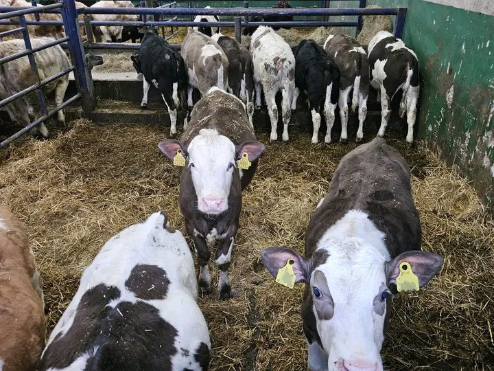 Sim/Angus Cross calves
