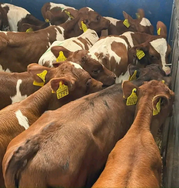 Sim/Jersey Cross calves