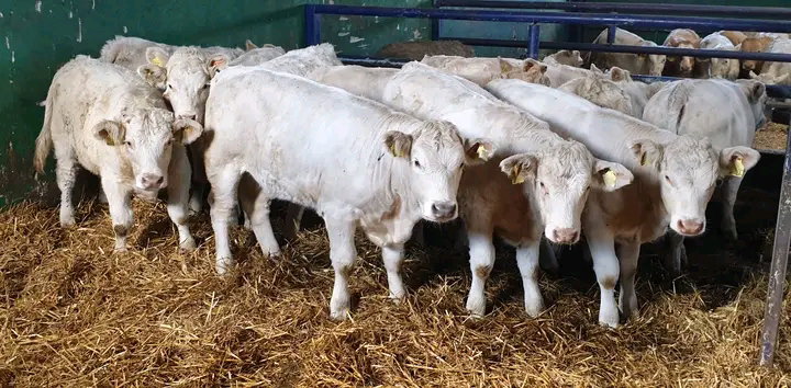 Charolais calves