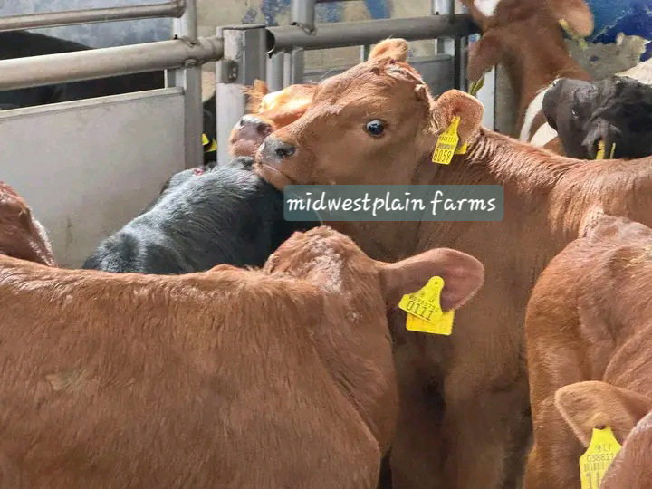Midwestplain Farms