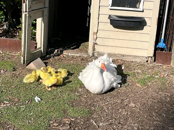 Available birds