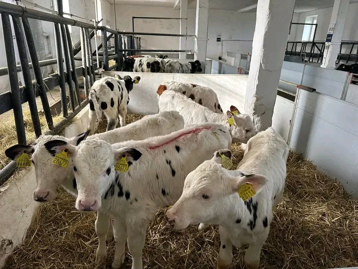 Livestock