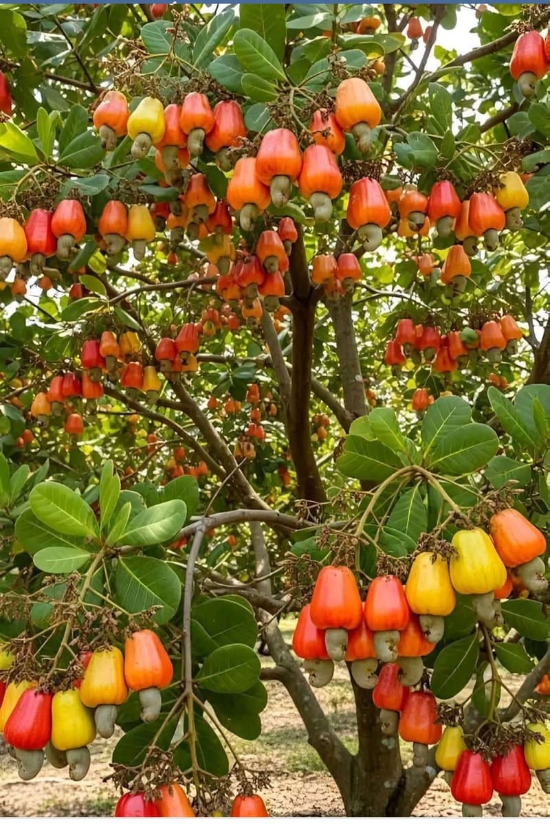CASHEW PLANTAION