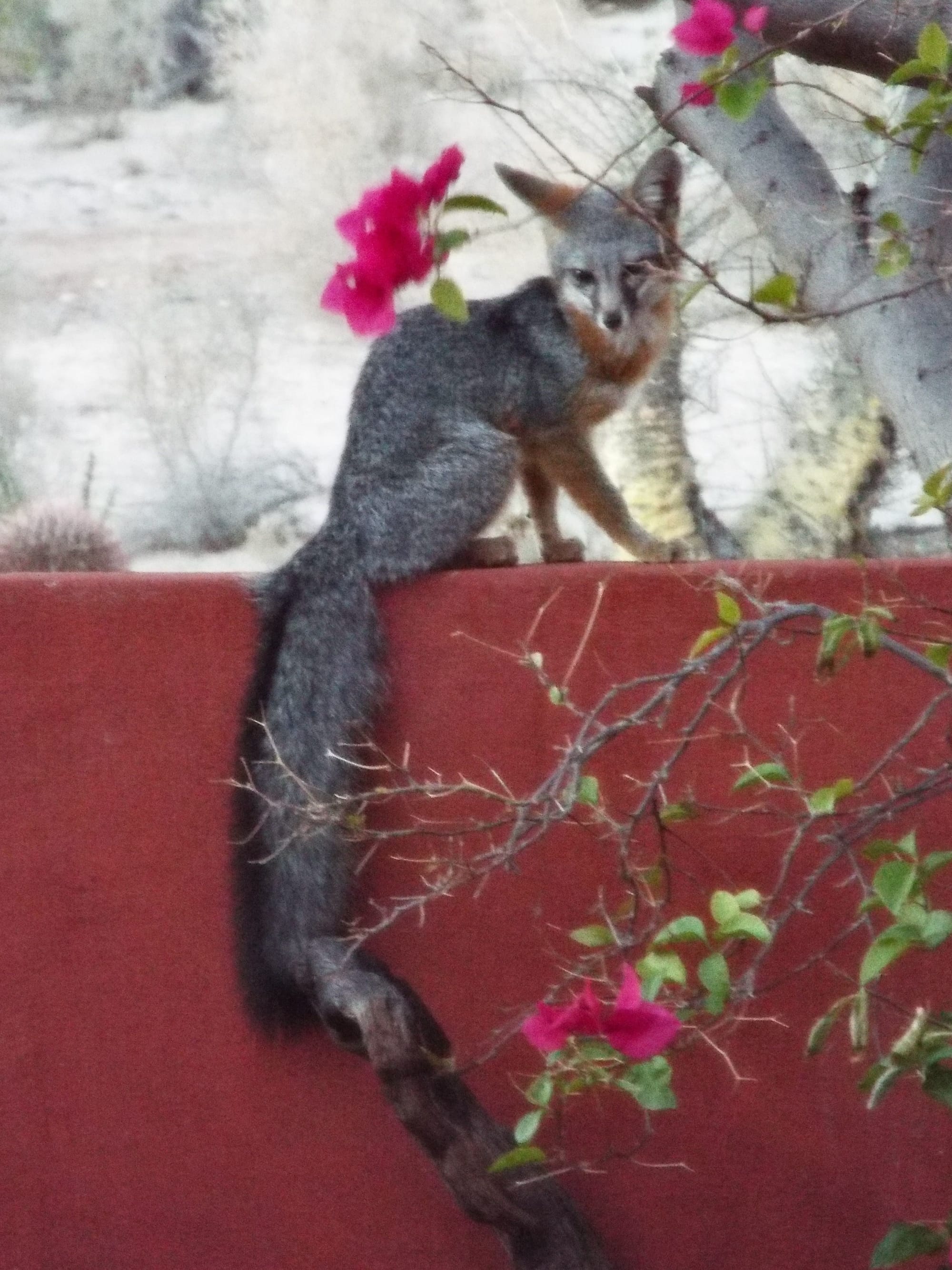 Foxy visitor