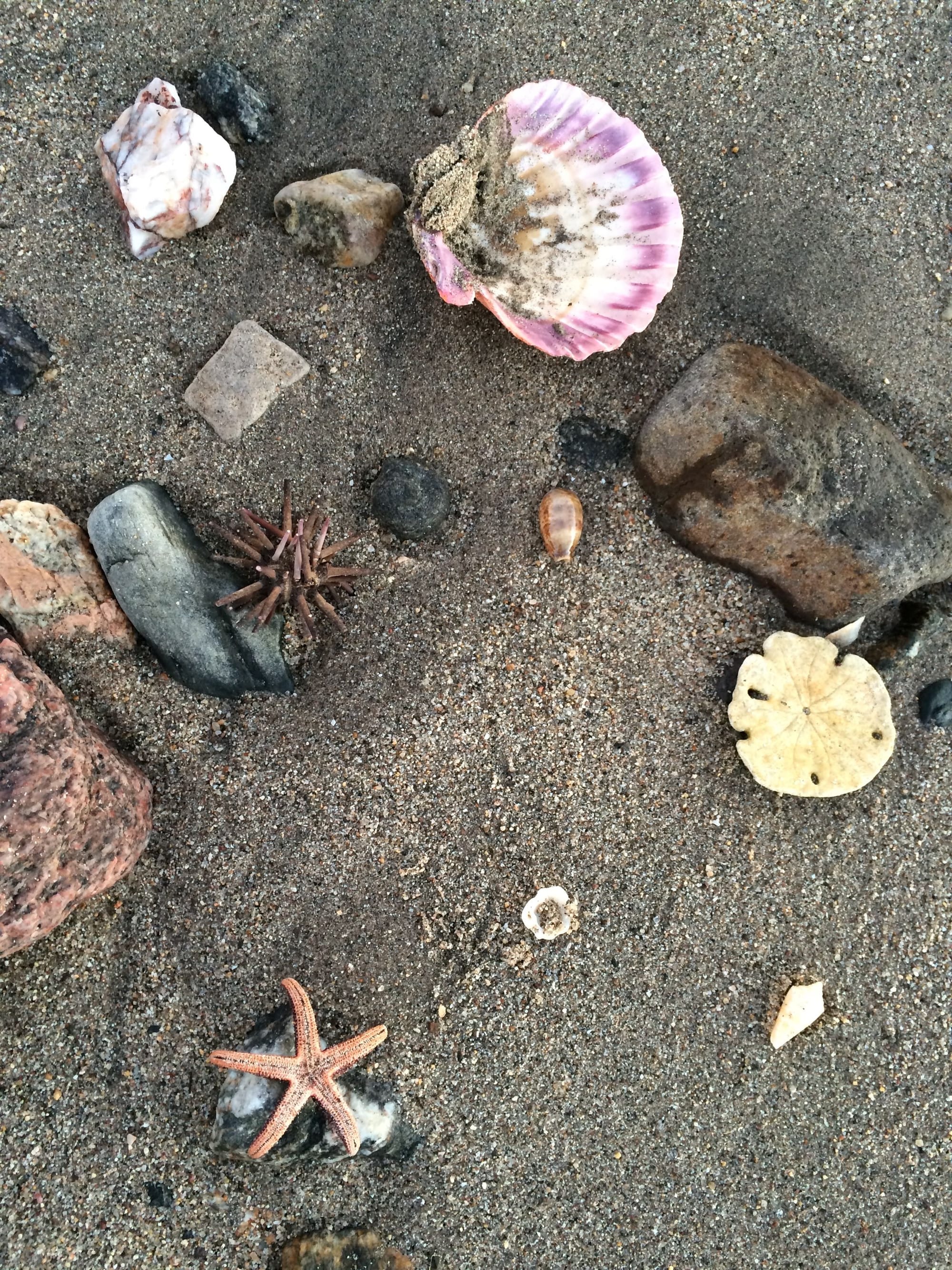 New Seashells Every Day