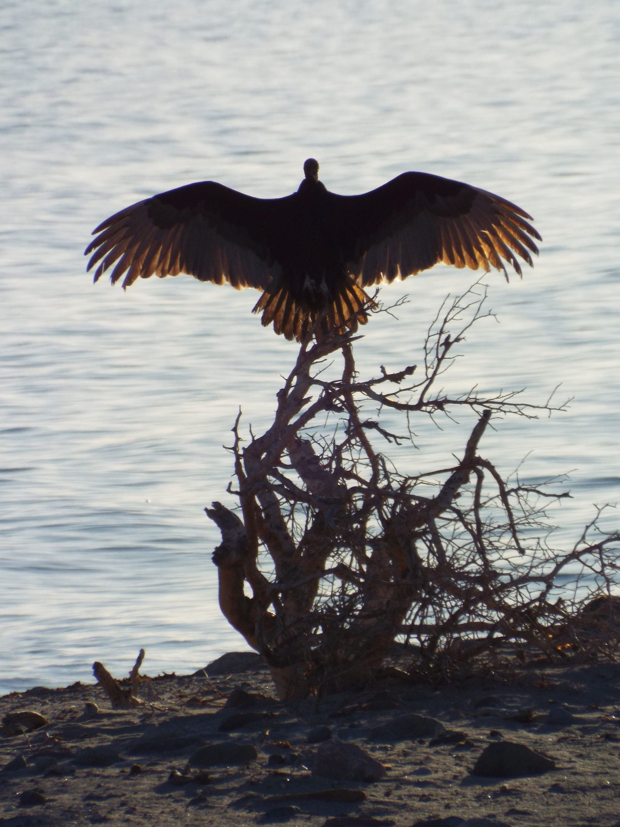 Vulture Drying Wings