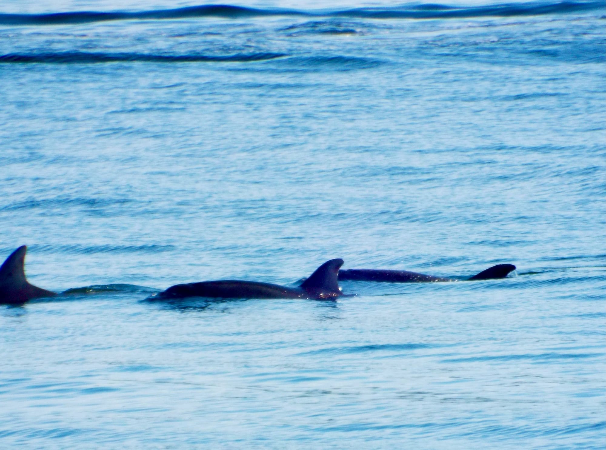 Dolphin Pod