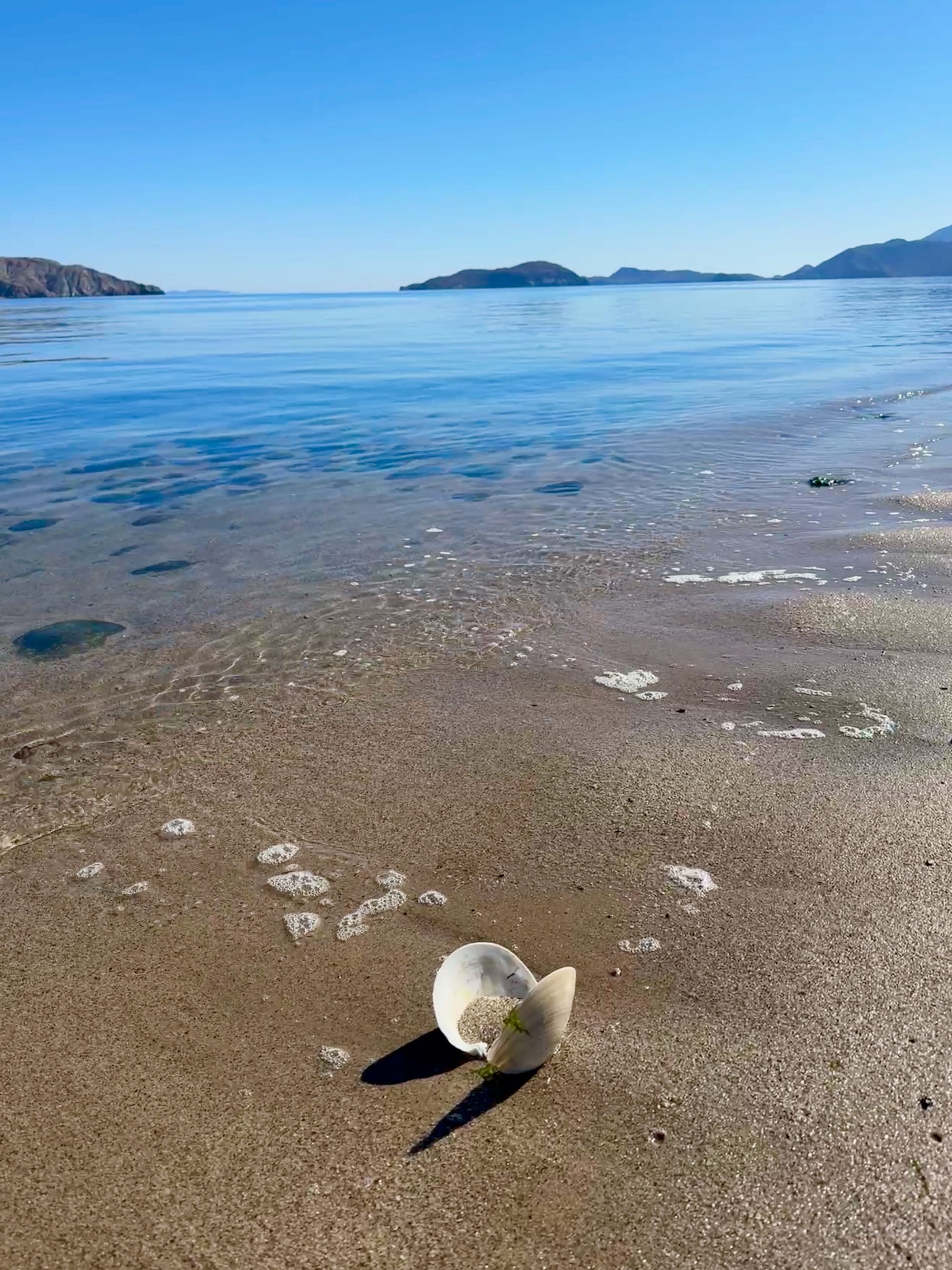 Lone Clam