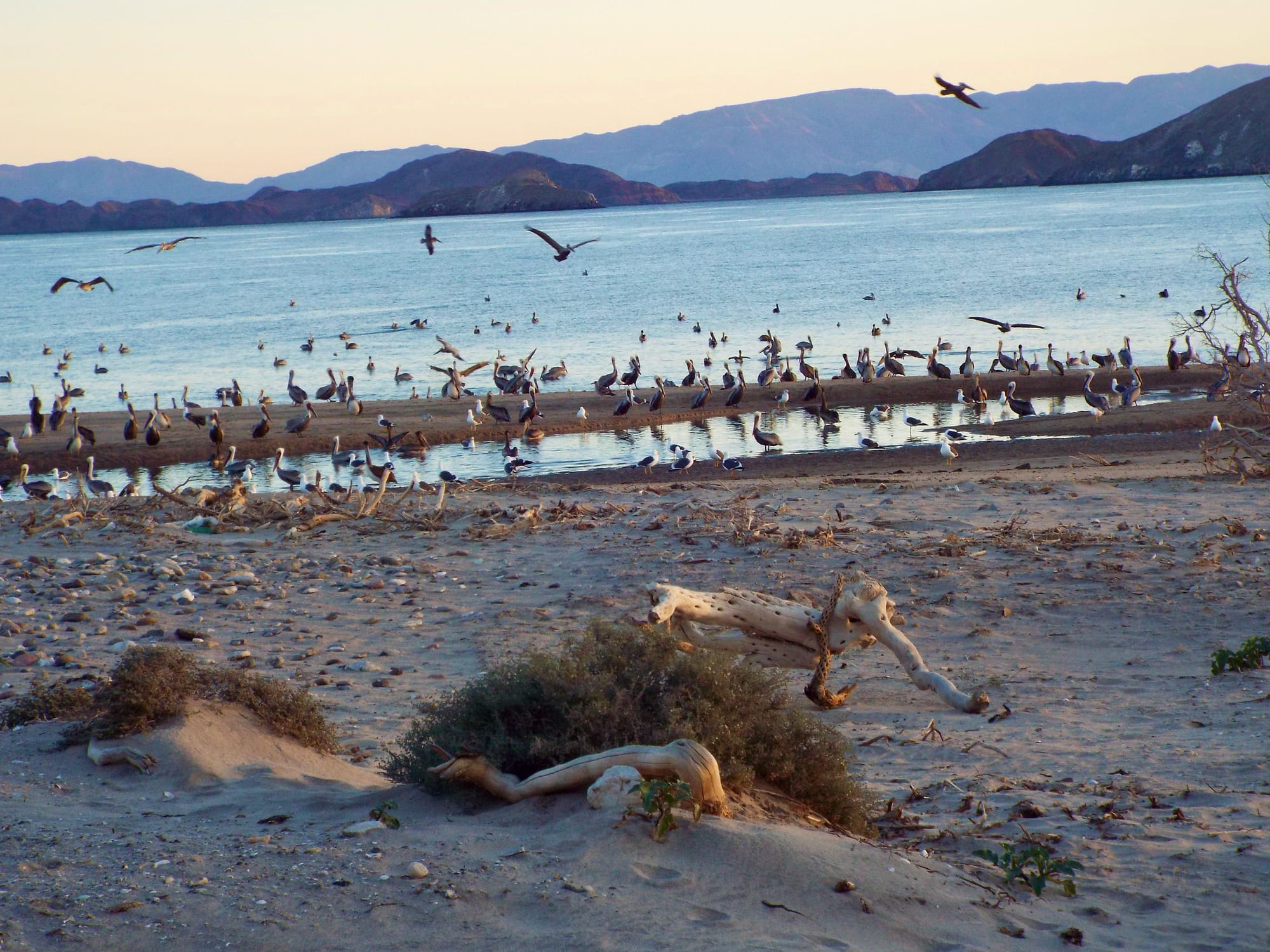 Grand Bird Convention