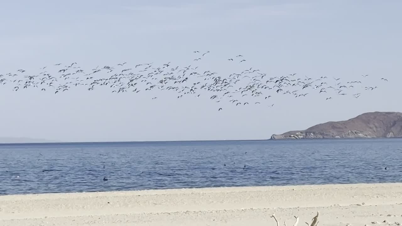 Birds Diving