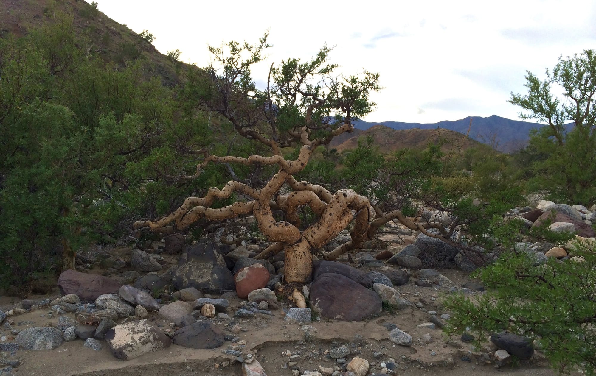 Elephant Tree