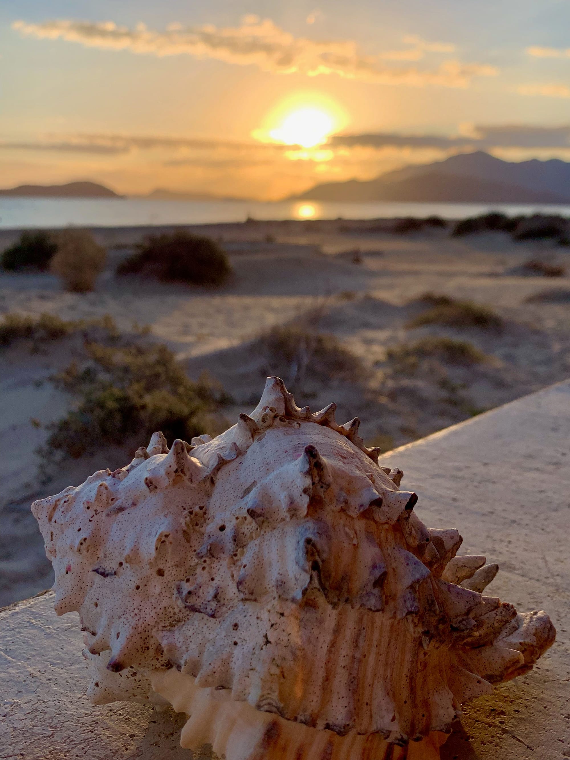Big Seashell