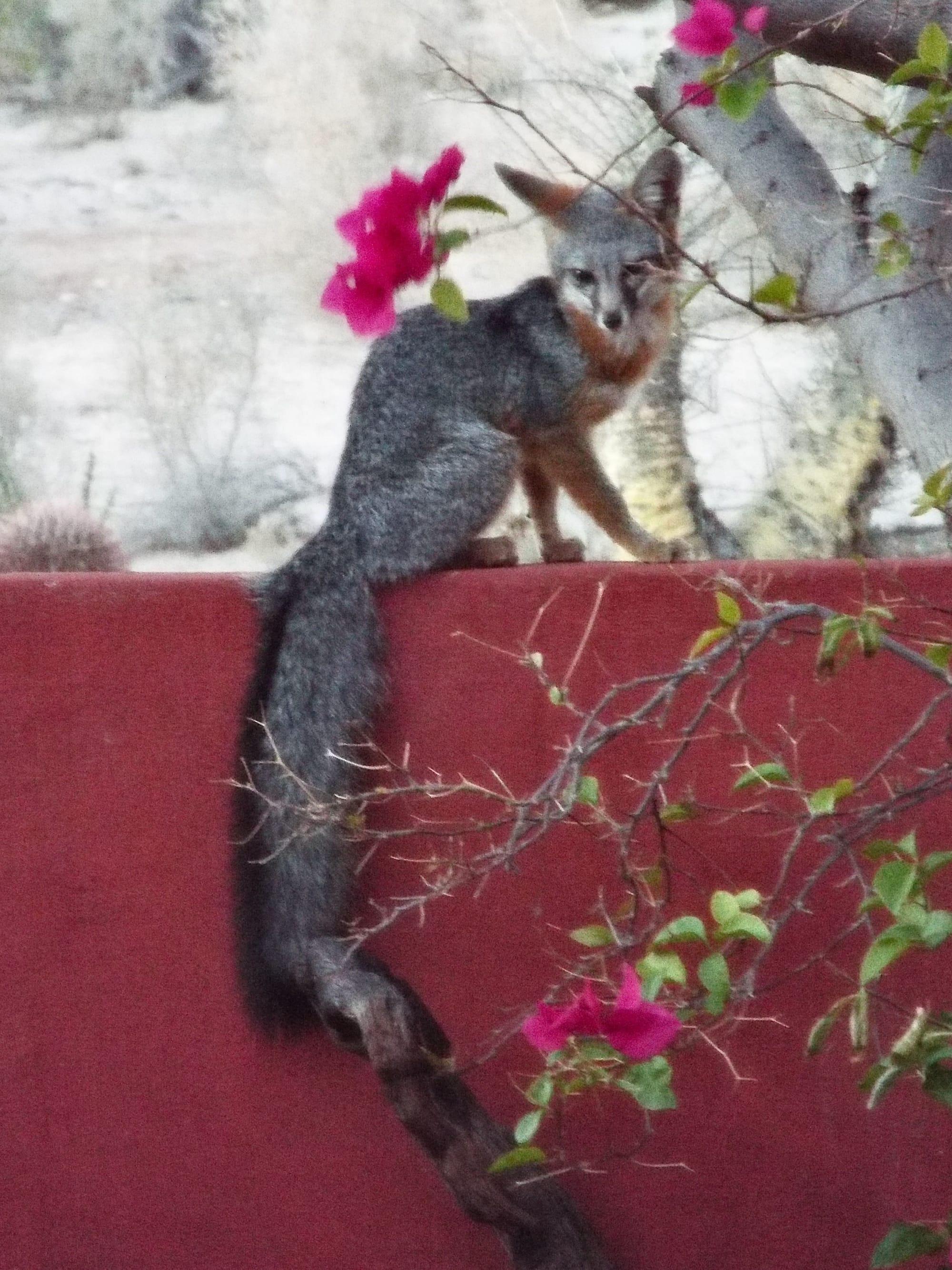 Fox in Courtyard