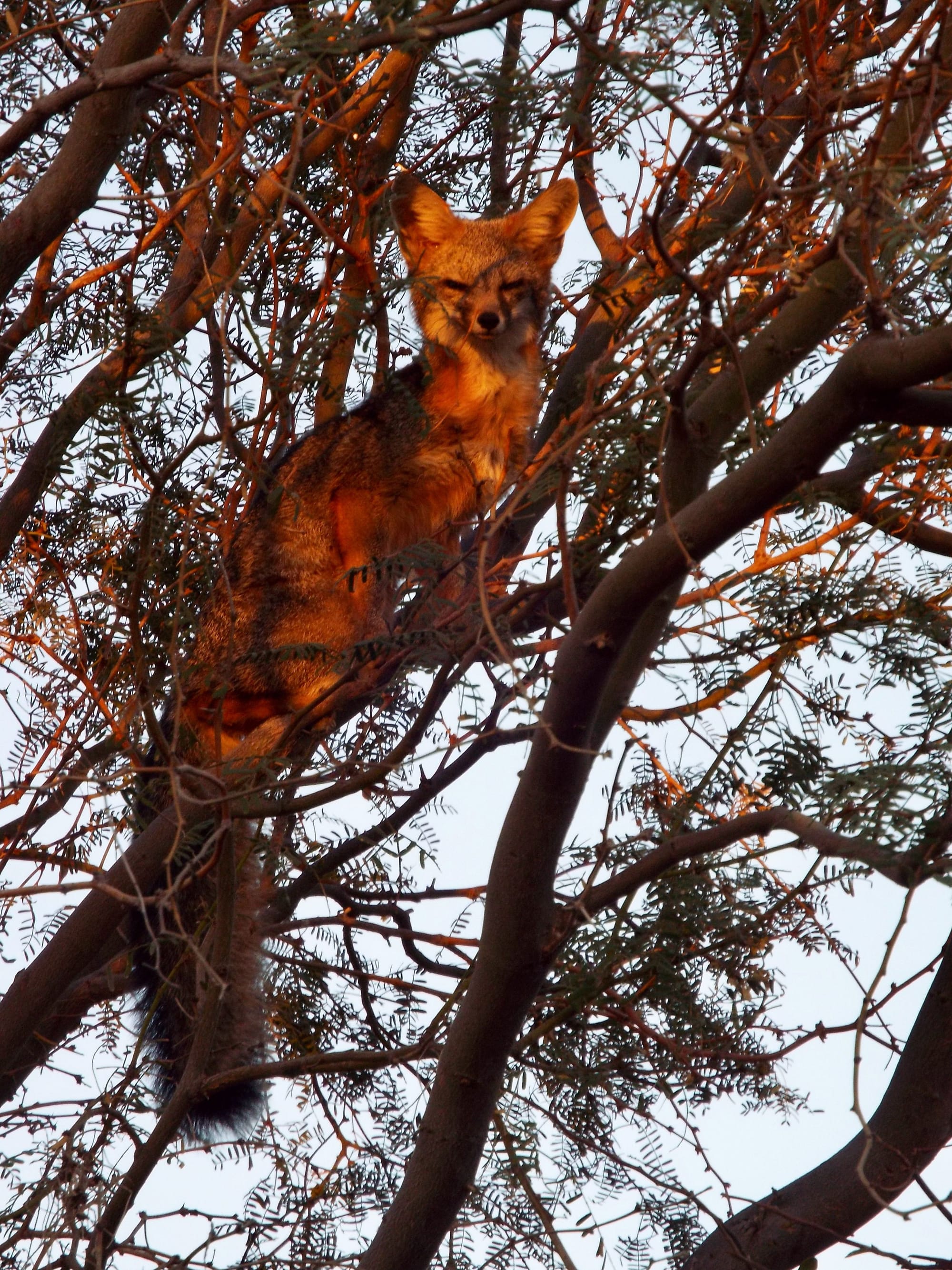 Fox in Tree