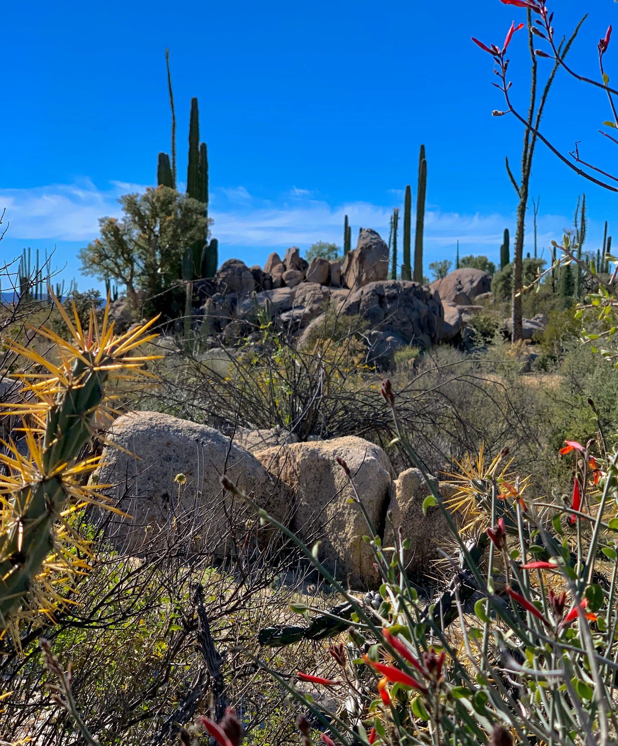 Desert In Bloom