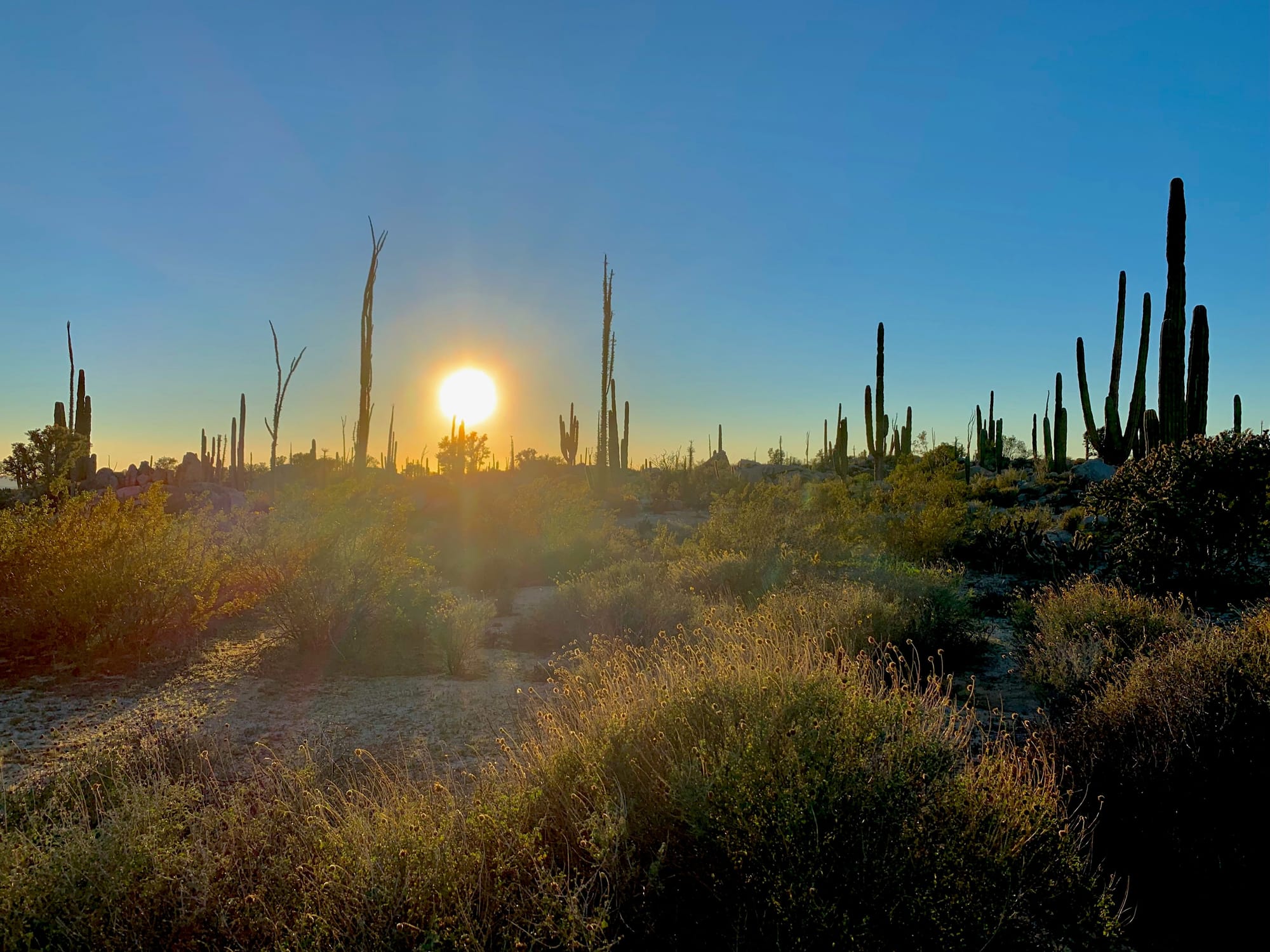 Desert Cactus at Sundown