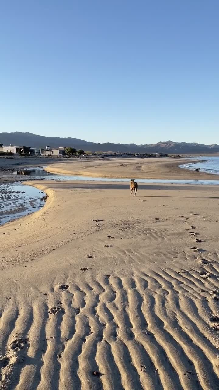 Dog Run After High Tide
