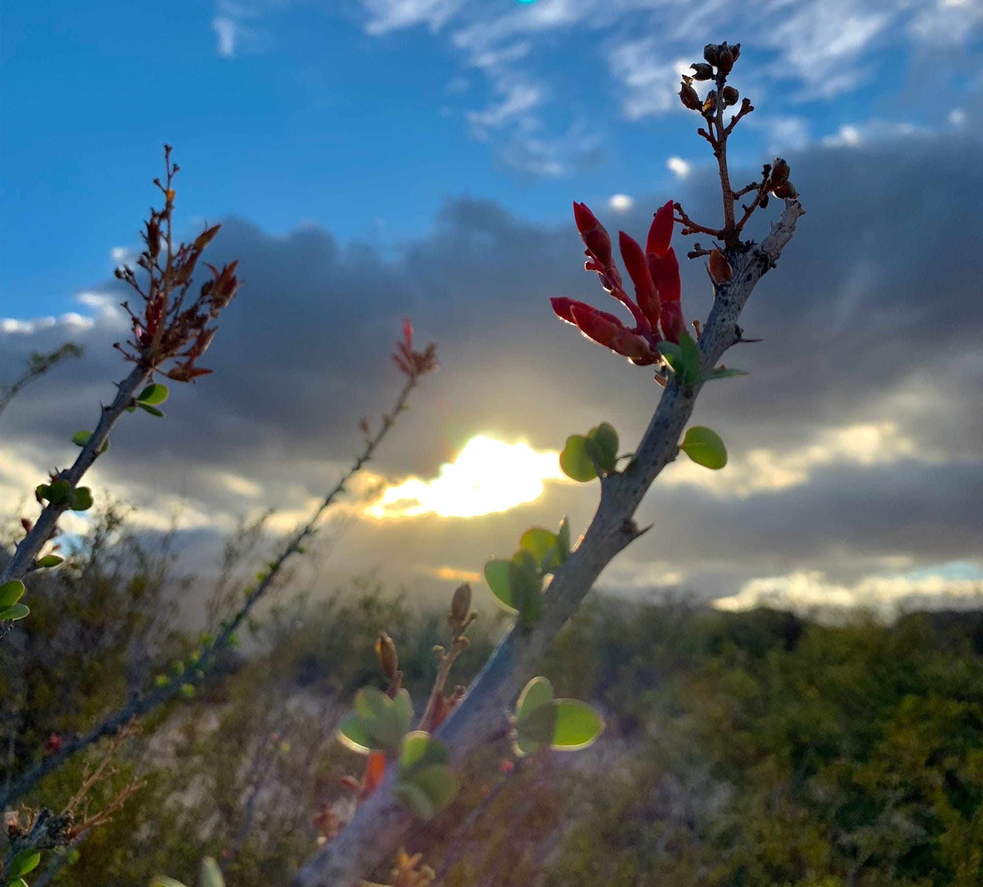 Desert In Bloom