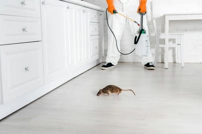 Say Goodbye to Pests: Choose the Best Pest Control Services in Jaipur Today!