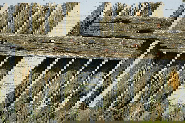 Fence sharing cost repairs / laws