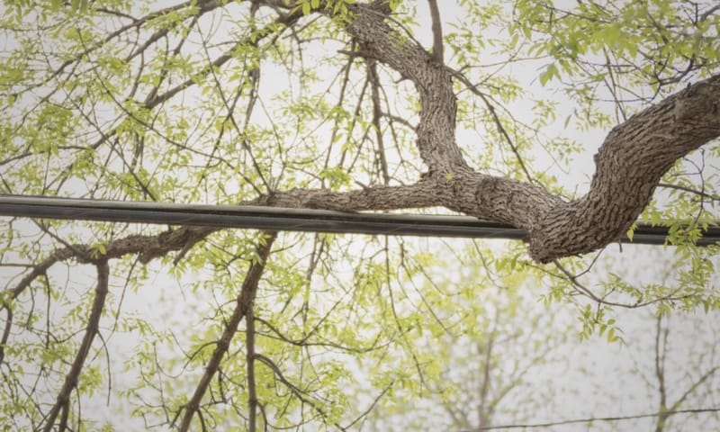 Resident request tree on power line