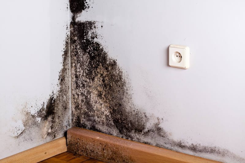 Mold Complaint Protocol
