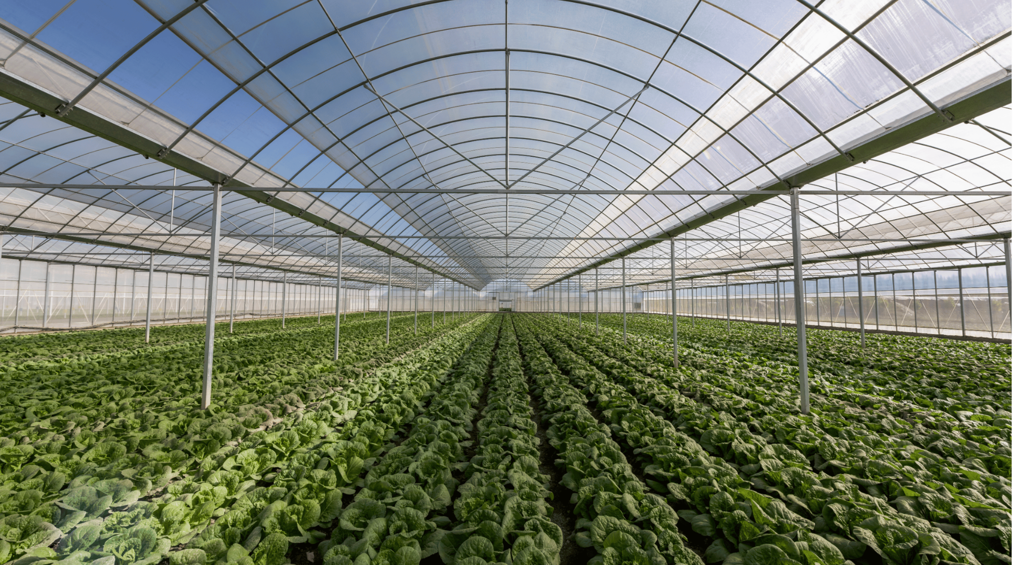 Déshumidification pour serres agricoles :