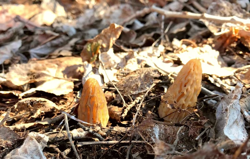 Récolte de morilles